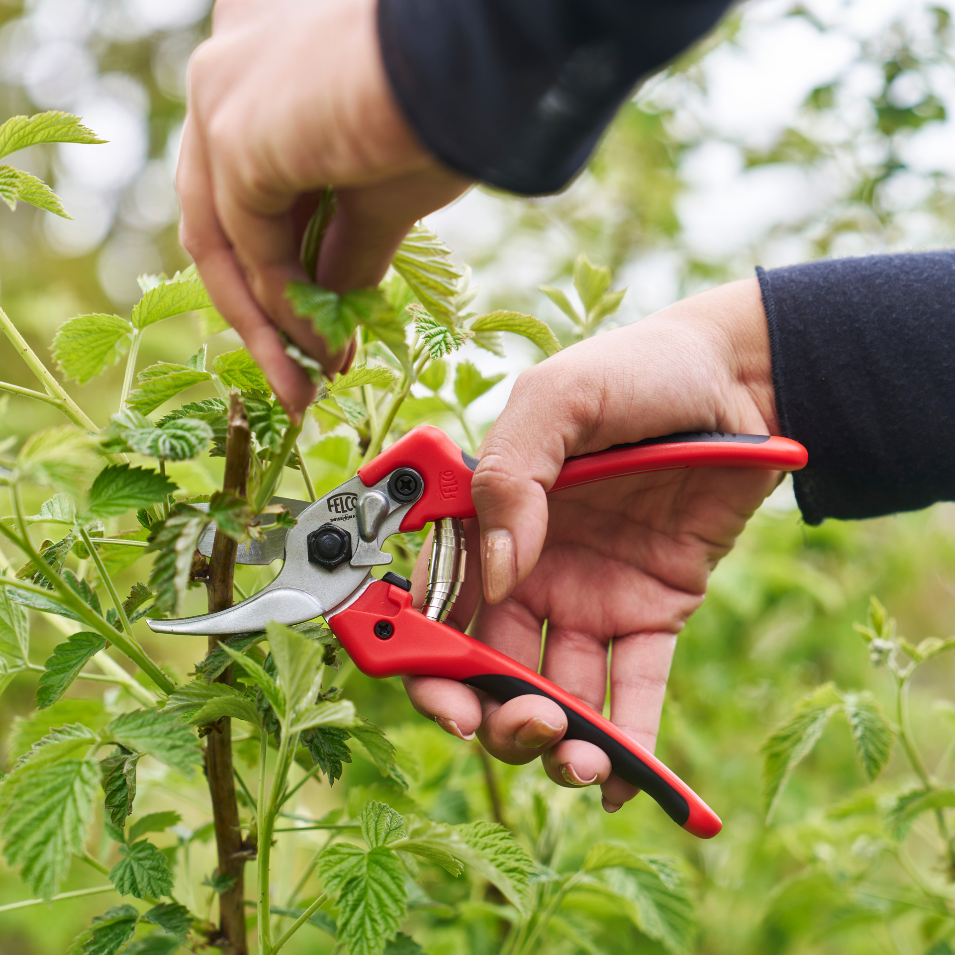 Gartenschere FELCO 171M beim Schneiden