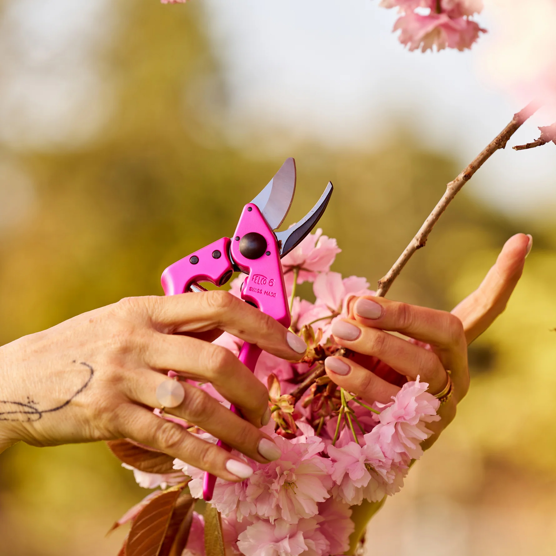 Die Gartenschere Felco 6 Pink Passion im Einsatz