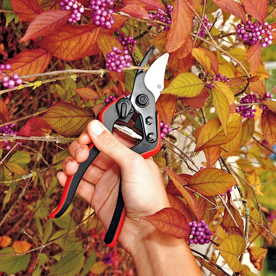 Die Gartenschere Felco 160L für große Hände - im Einsatz
