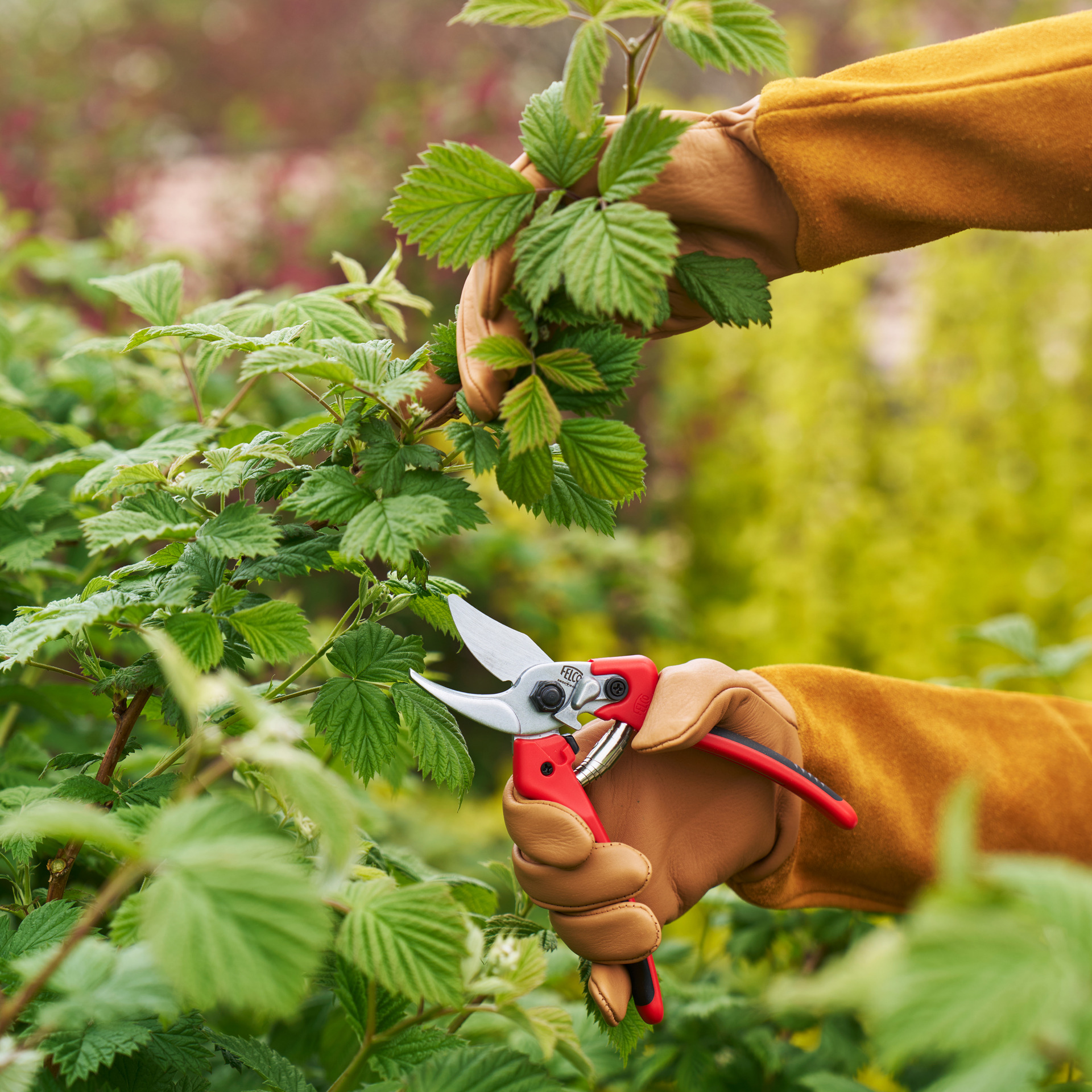 Gartenschere FELCO 171M und die Schnittschutzhandschuhe FELCO 705 beim Schneiden