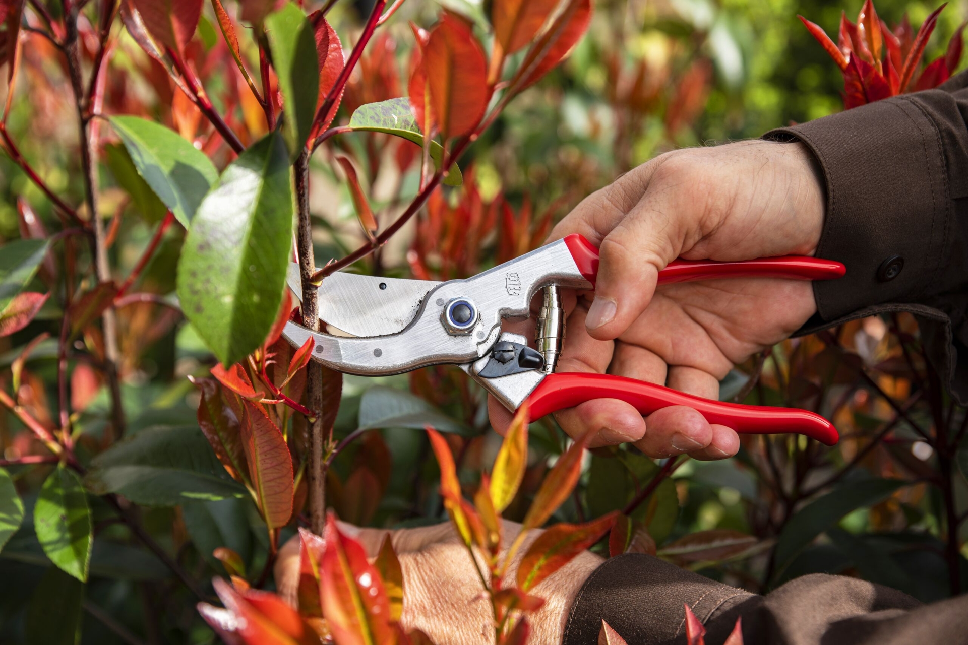 Die Gartenschere Felco 4 im Einsatz