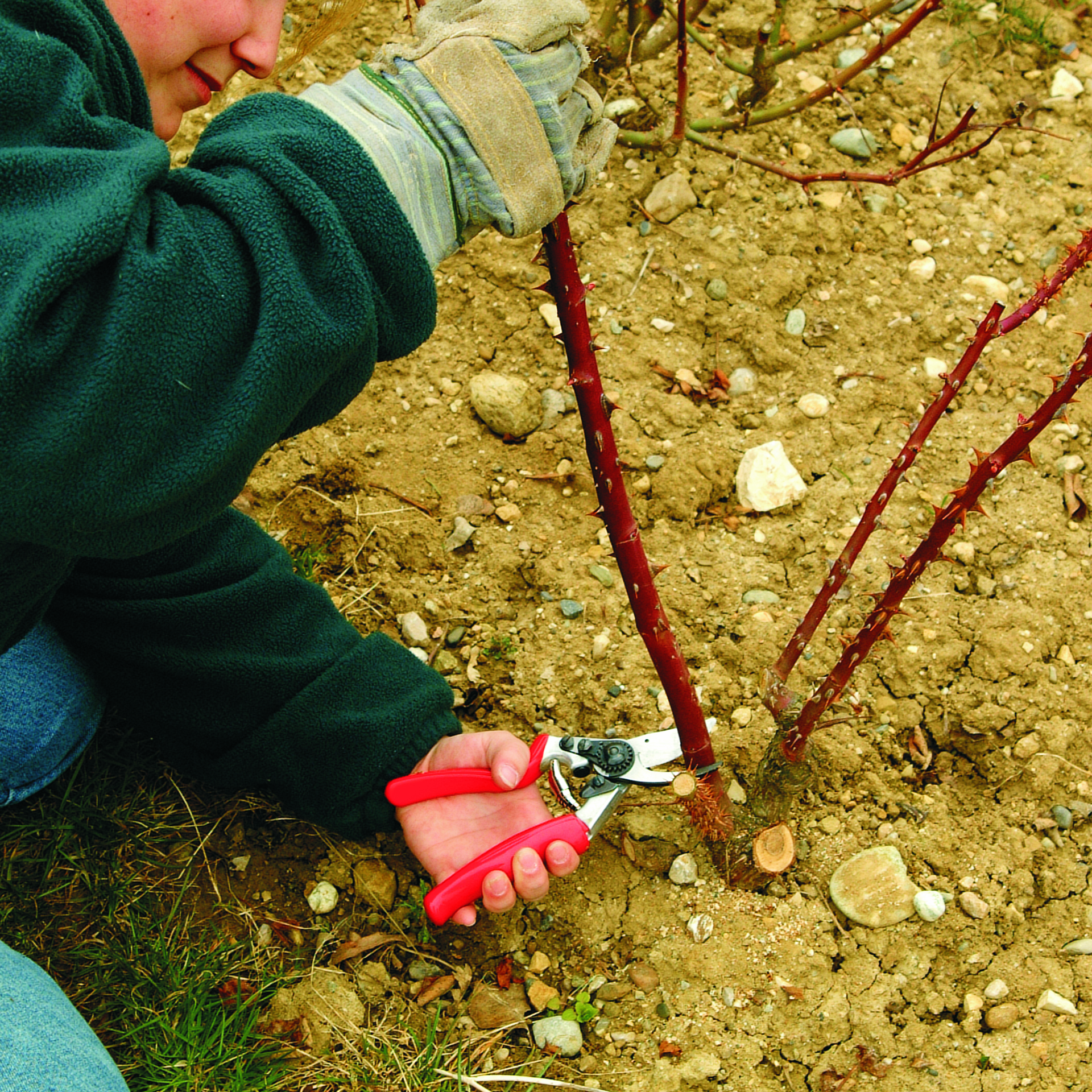 Die Linkshänder-Gartenschere Felco 10 mit Rollgriff beim Rosenschnitt