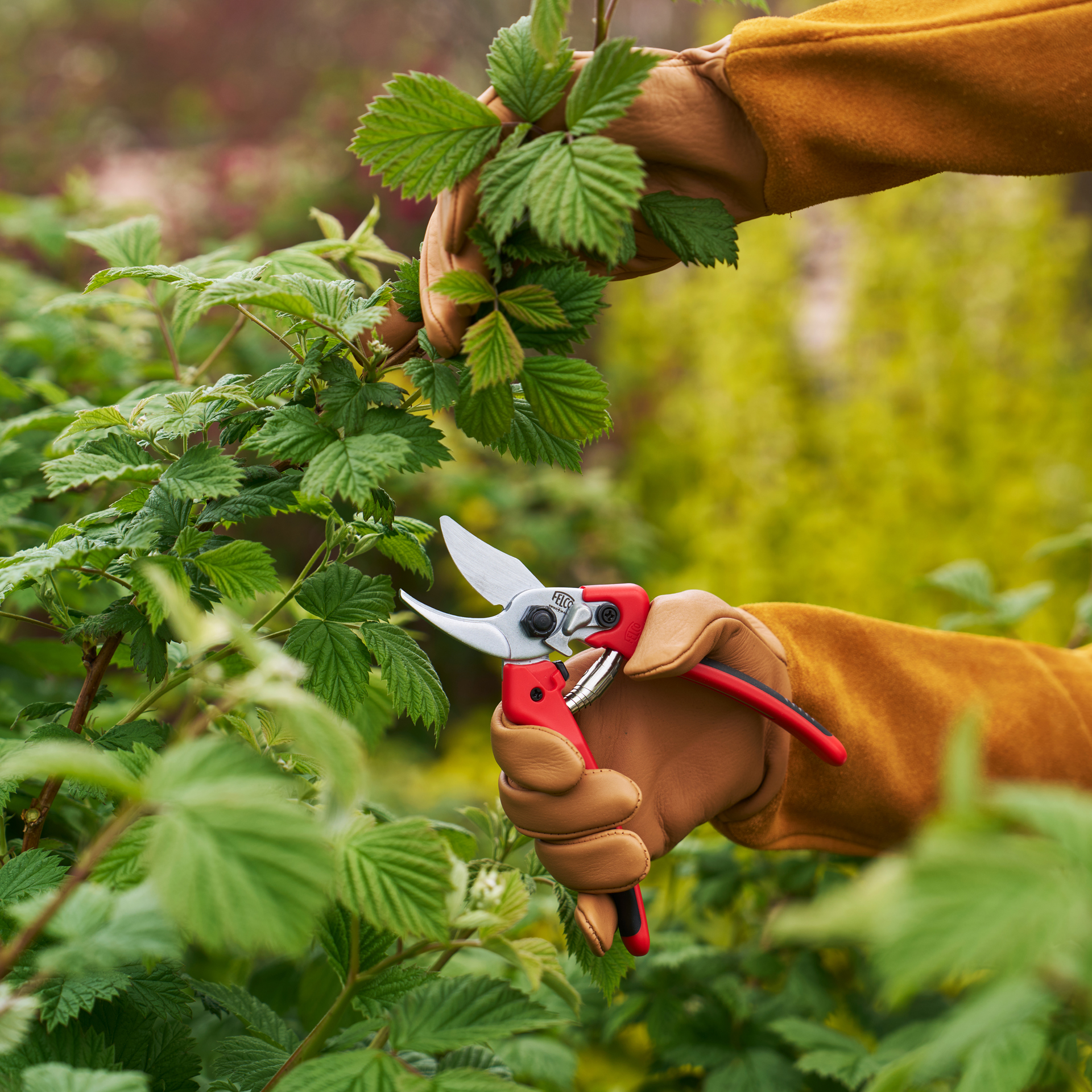 Gartenschere FELCO 171M und die durchstichfesten Rosenhandschuhe FELCO 705 beim Schneiden