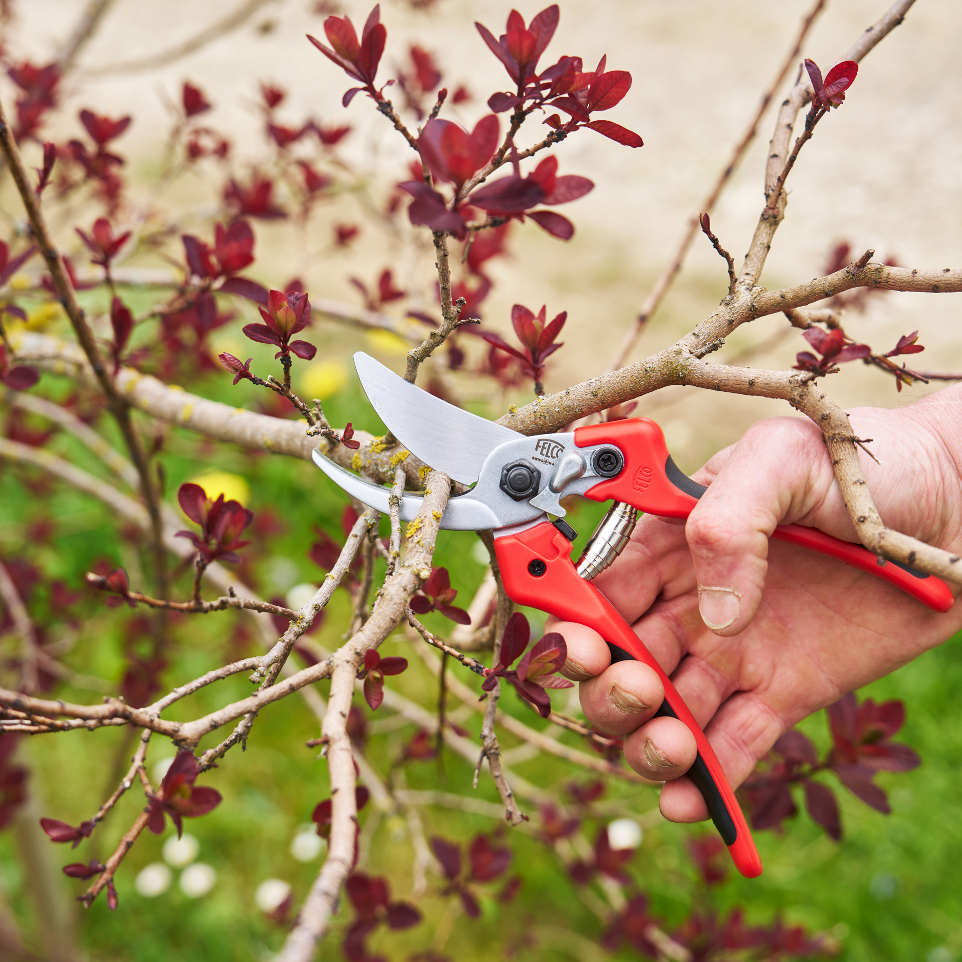 Gartenschere FELCO 171L beim Schneiden von einem Perückenstrauch
