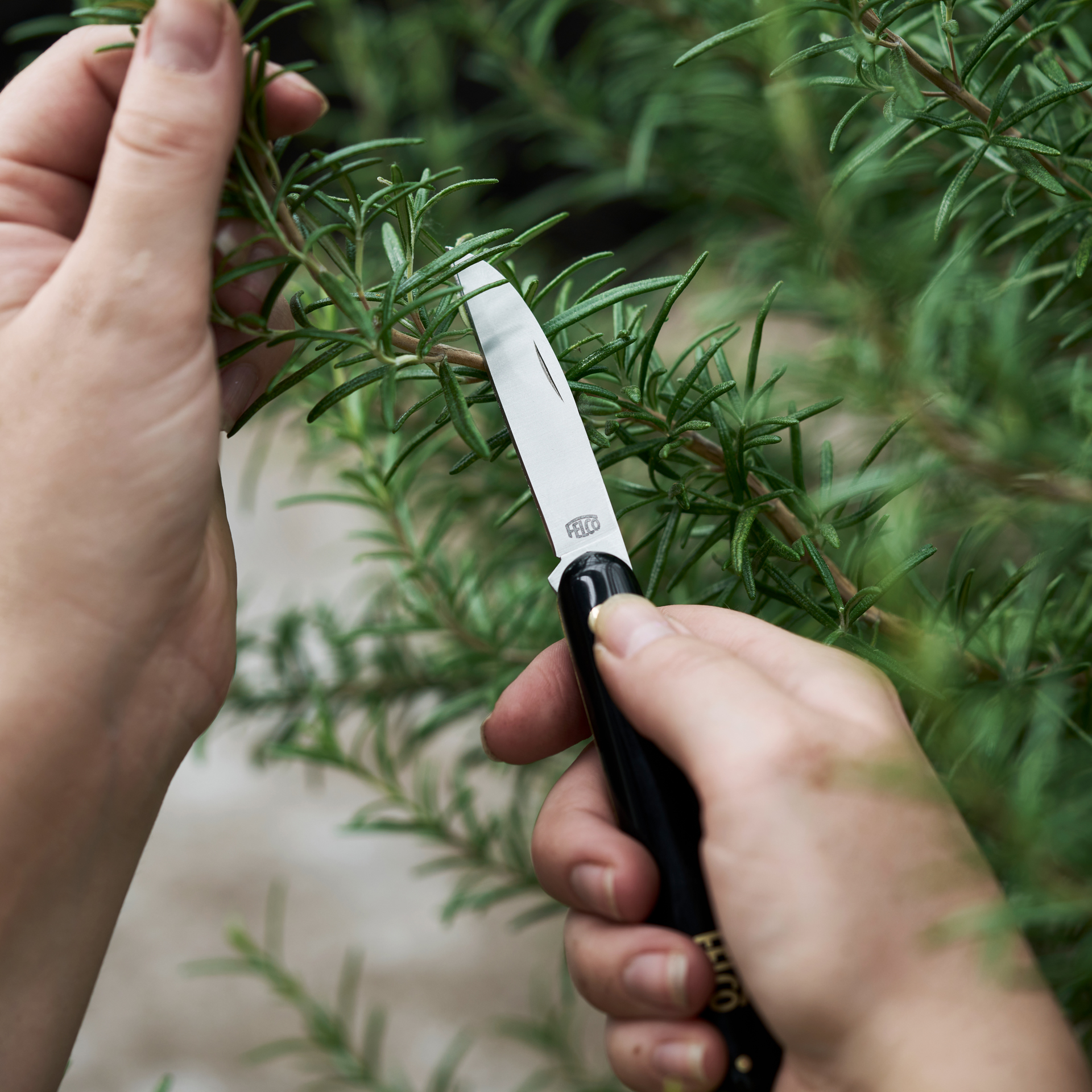 Stecklingsmesser FELCO 520 im Einsatz