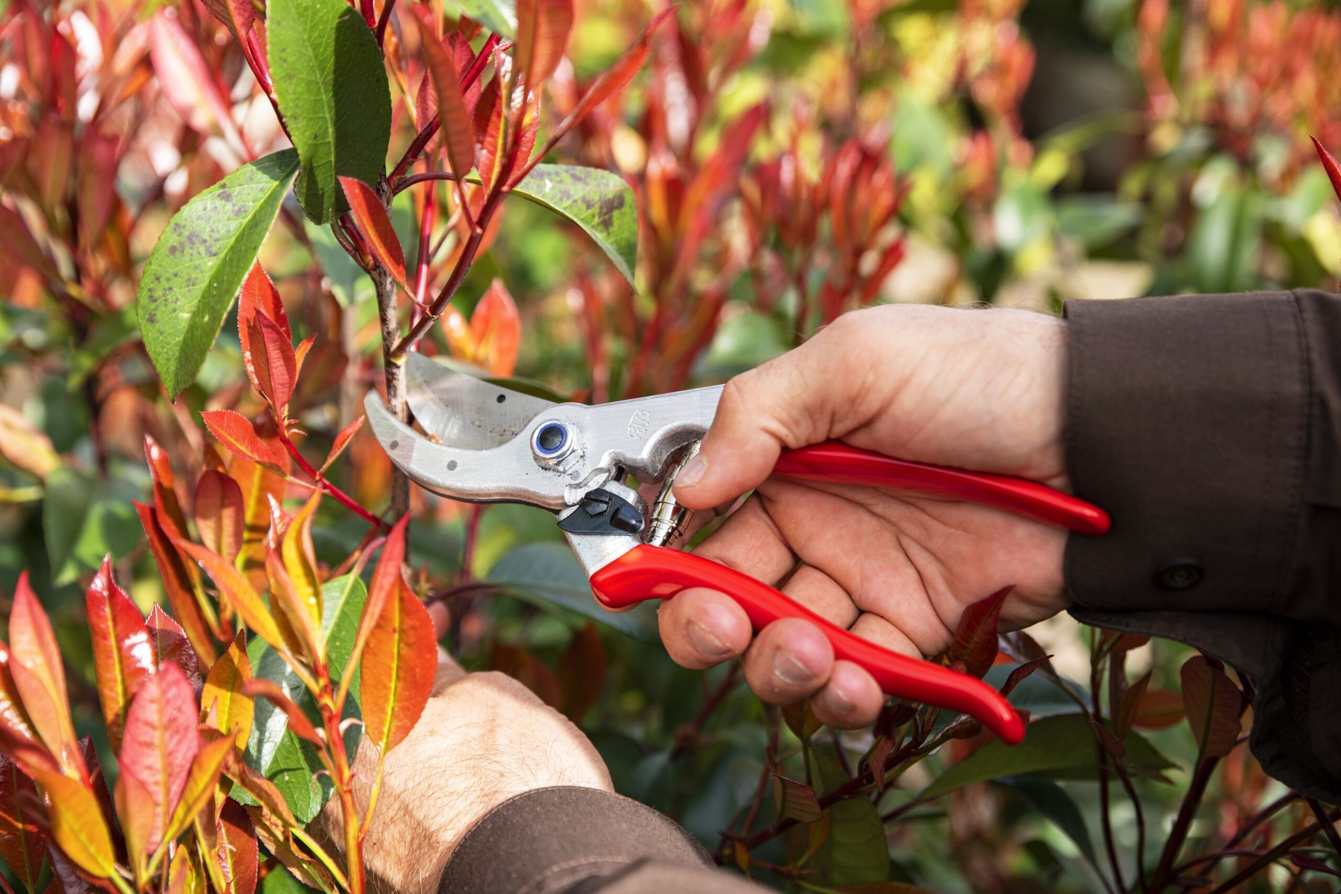 Die Gartenschere Felco 4 im Einsatz