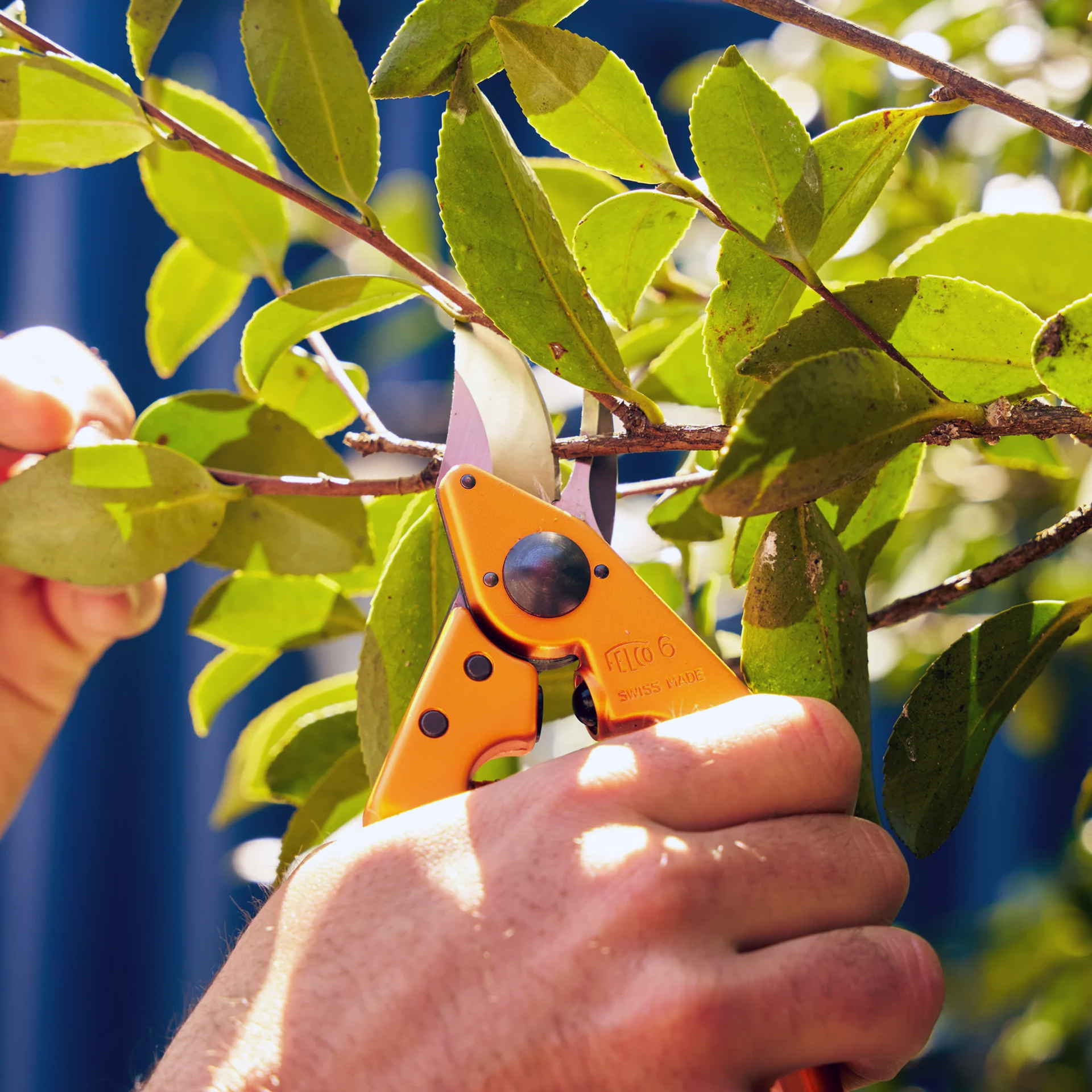 Gartenschere Felco 6 Tangerine Blaze im Einsatz