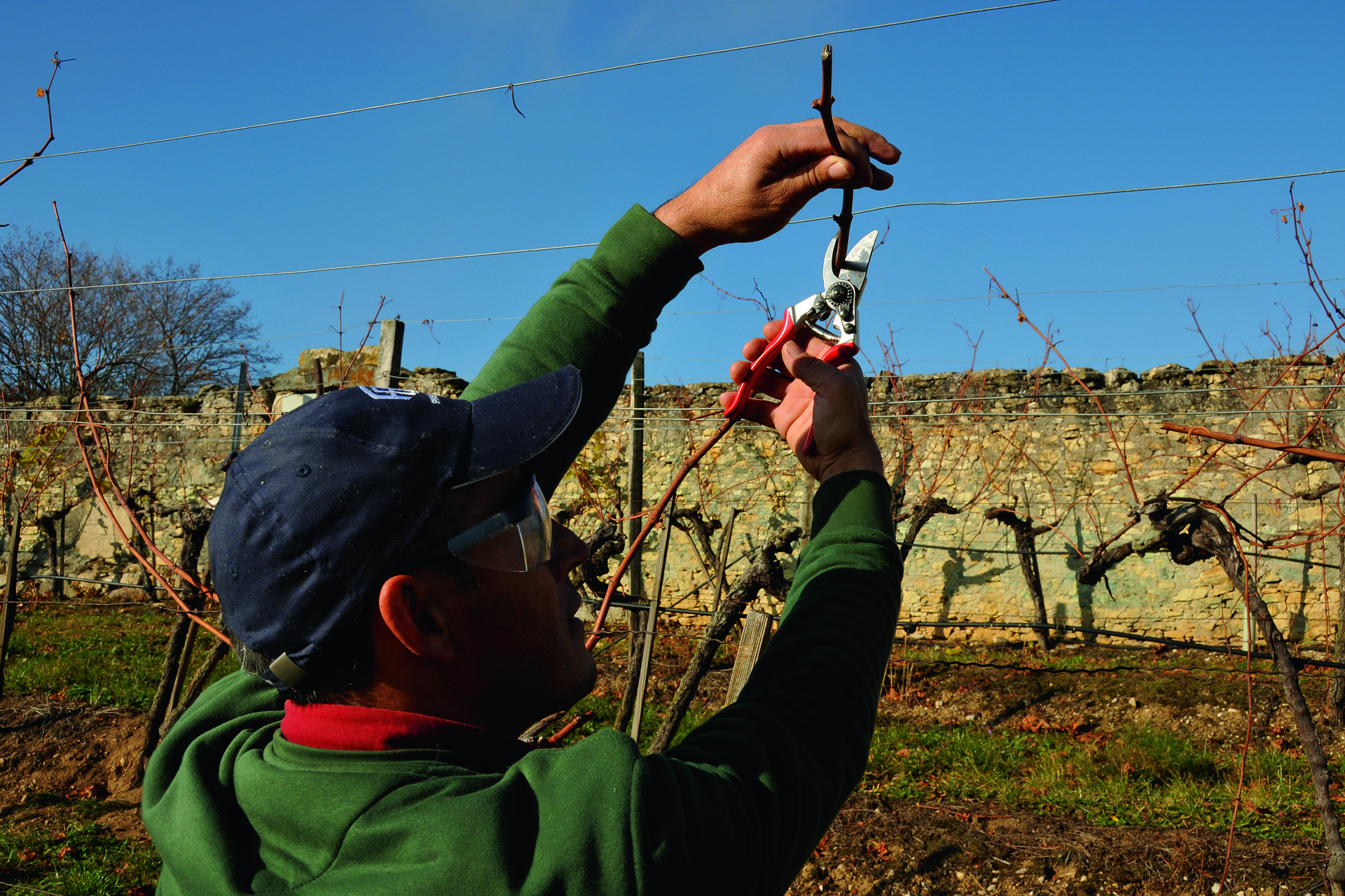 Die Rebschere Felco 6 beim Rebenschnitt