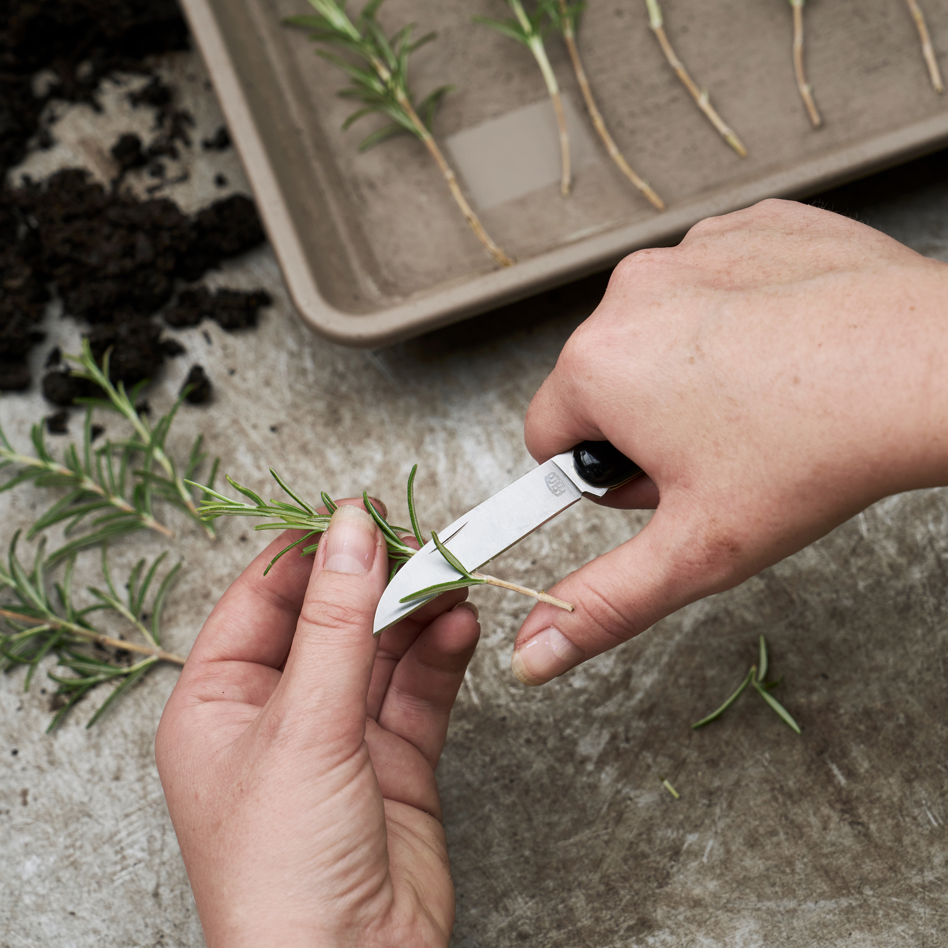 lumenhändlermesser FELCO 520 im Gebrauch